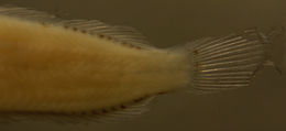 Image of <i>Labrisomus guppyi</i>