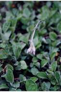 Image of woman's tobacco