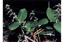 Image of Broadlipped twayblade