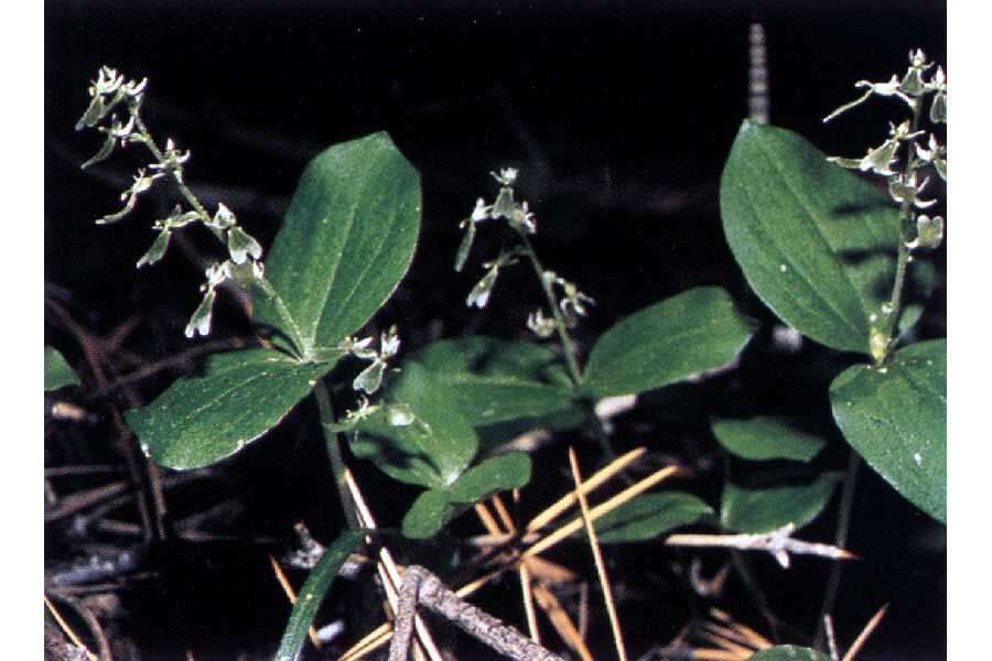 Image de Neottia convallarioides (Sw.) Rich.