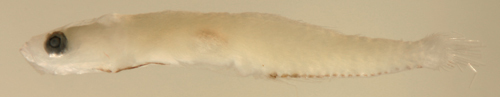 Image of Microgobius signatus Poey 1876