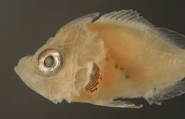 Image of Scorpaeninae