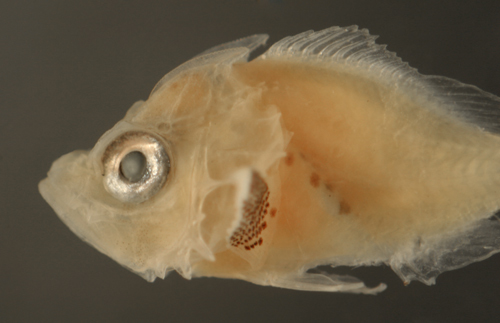 Image of Scorpaeninae