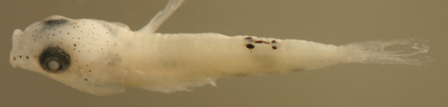 Image of Frillfin Goby