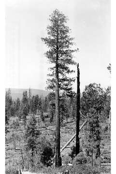 Image of Incense-cedar