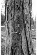 Image of Incense-cedar