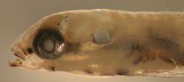 Image of Island Frillfin