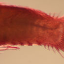 Image of Roughtail goby
