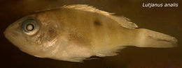 Image of Common snappers