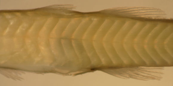 Image of Large-scaled spinycheek sleeper