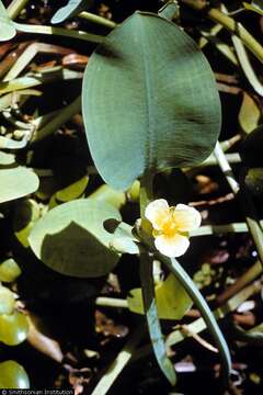 Image of velvetleaf