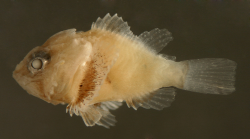 Image of Scorpaeninae