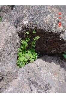 Image of bulbous woodland-star