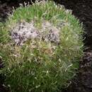 Image of smooth prickly phlox