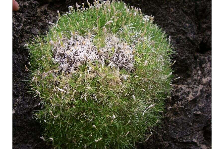 Image of smooth prickly phlox