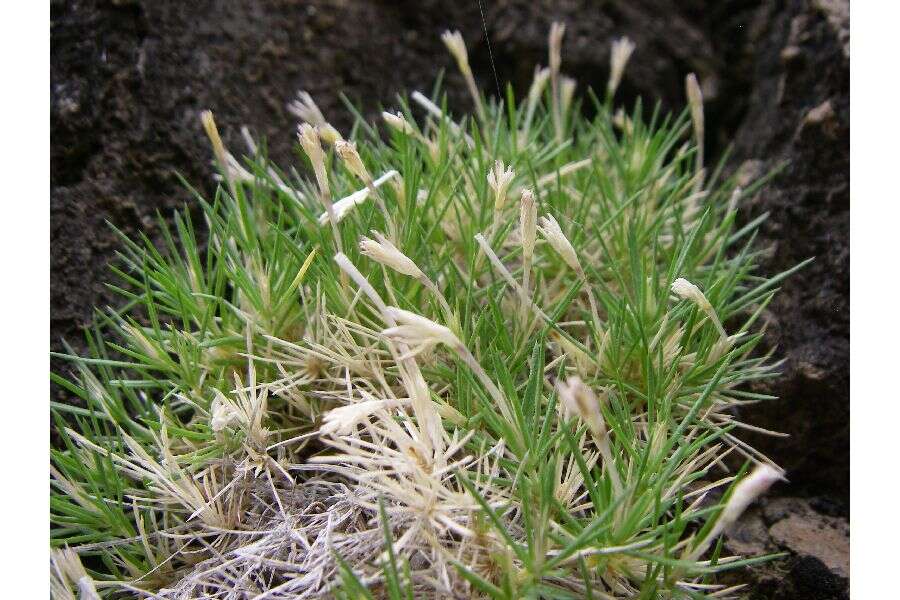 Image of smooth prickly phlox