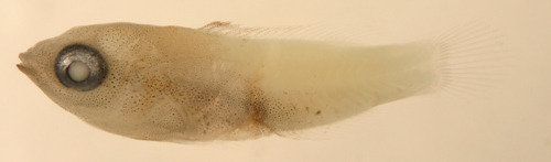 Image of Dogfish