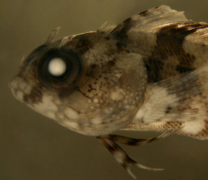 Image of <i>Labrisomus bucciferus</i>