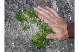 Image of smooth prickly phlox