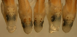 Image of <i>Labrisomus haitiensis</i>