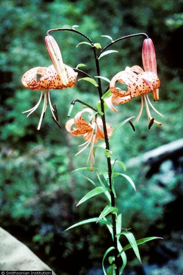 Image of Henry's lily