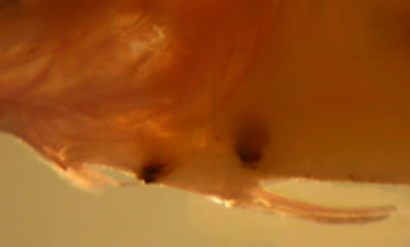 Image of labrisomid blennies