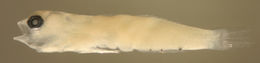 Image of Semiscaled Goby