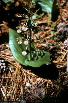 Image of brown widelip orchid