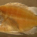 Image of Dog Snapper