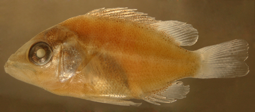 Image of Dog Snapper