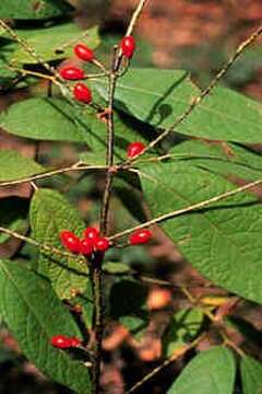 Image of southern spicebush