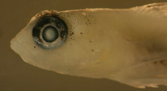 Image of Pallid Goby