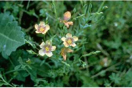 Image of stiff yellow flax