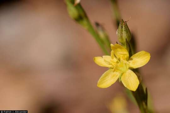 Image of New Mexico yellow flax