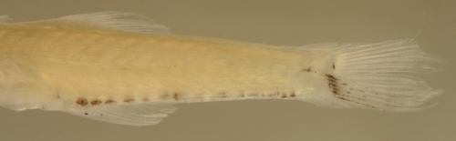 Image of Gobiomorus