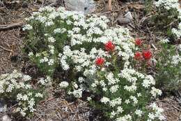 Image of Nuttall's linanthus