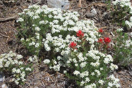 Image of Nuttall's linanthus