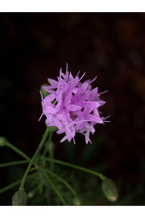 Слика од Liatris ohlingerae (Blake) B. L. Rob.