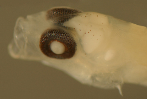 Image of Masked Goby