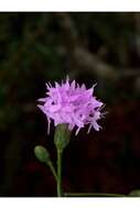 Слика од Liatris ohlingerae (Blake) B. L. Rob.