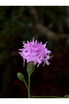 Слика од Liatris ohlingerae (Blake) B. L. Rob.