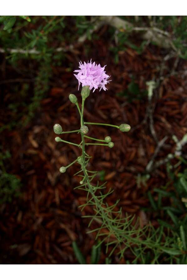 Слика од Liatris ohlingerae (Blake) B. L. Rob.