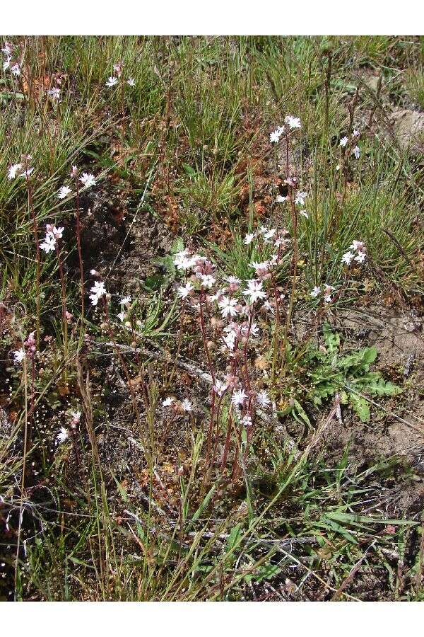 Image of smallflower woodland-star