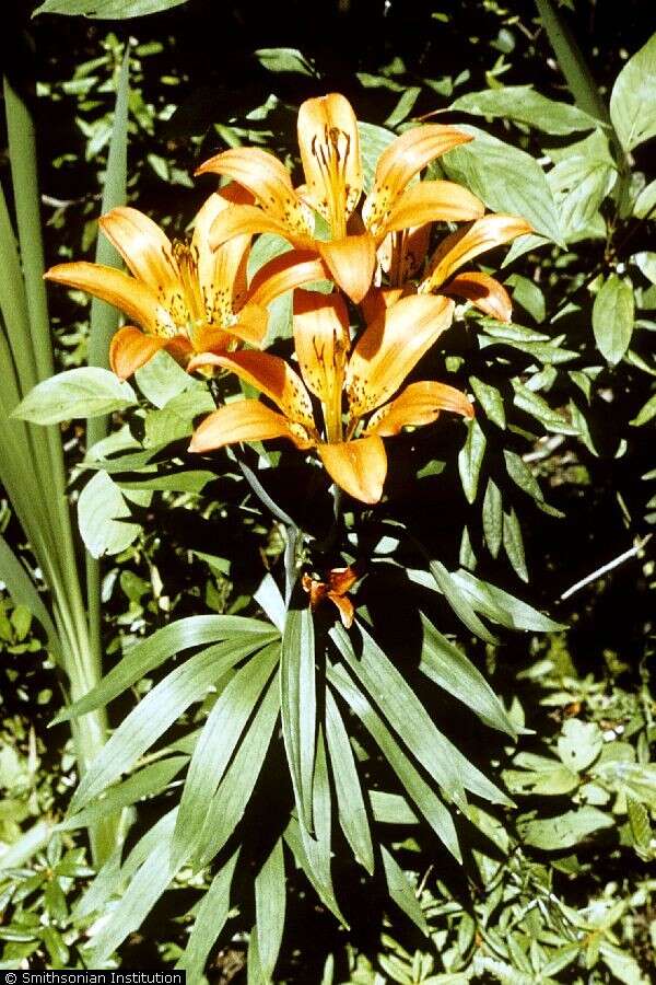 Image of wood lily