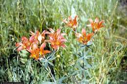 Image of wood lily