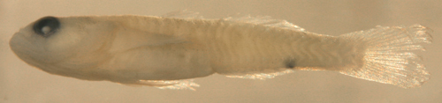 Image of <i>Psilotris amblyrhynchus</i>