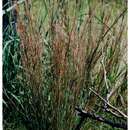 Image of little bluestem