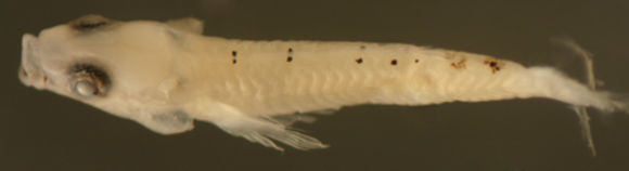 Image of Notchtongue Goby