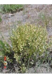 Image of granite prickly-phlox