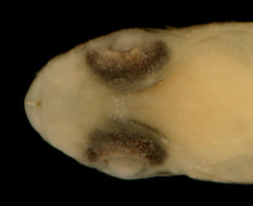 Image de Ctenogobius boleosoma (Jordan & Gilbert 1882)